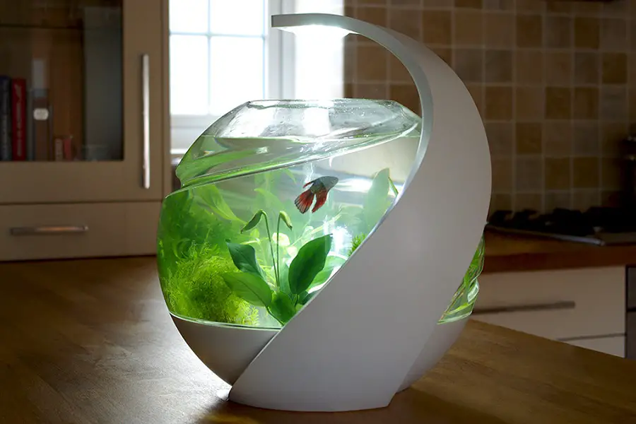 Self Sustainable Fish Tank: A Great Teaching Tool